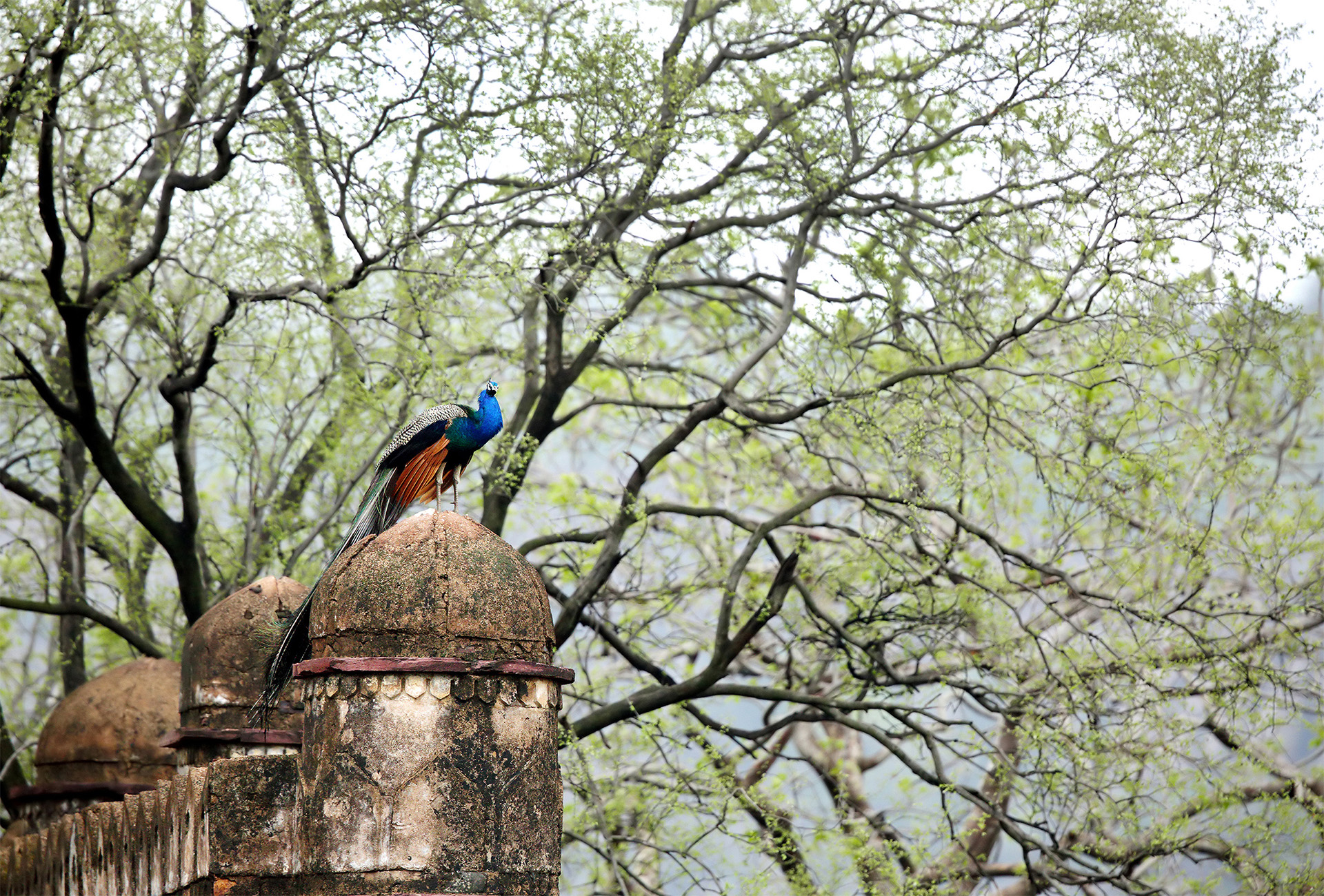 Ranthambore Fort, India Tiger Reserve, peacock