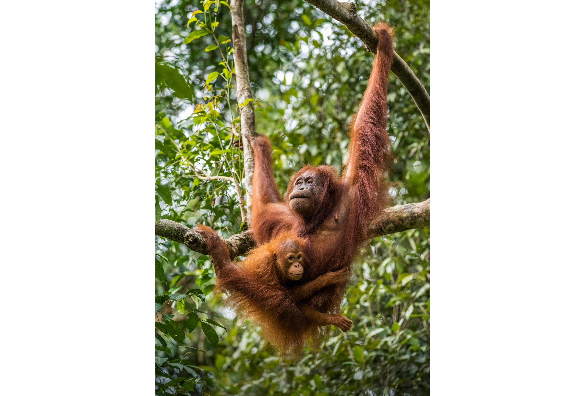 Free living orangutan mother with child. Malaysia part of Borneo, Sarawak.