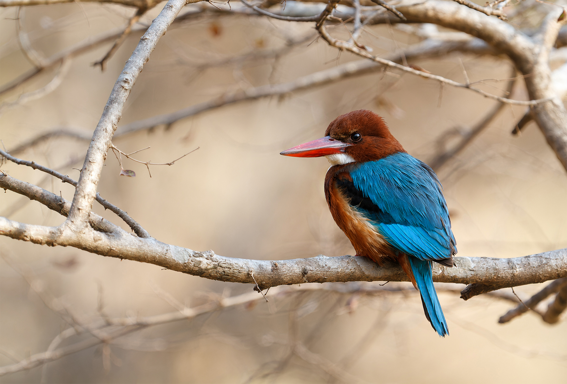 White-throated Kingfisher