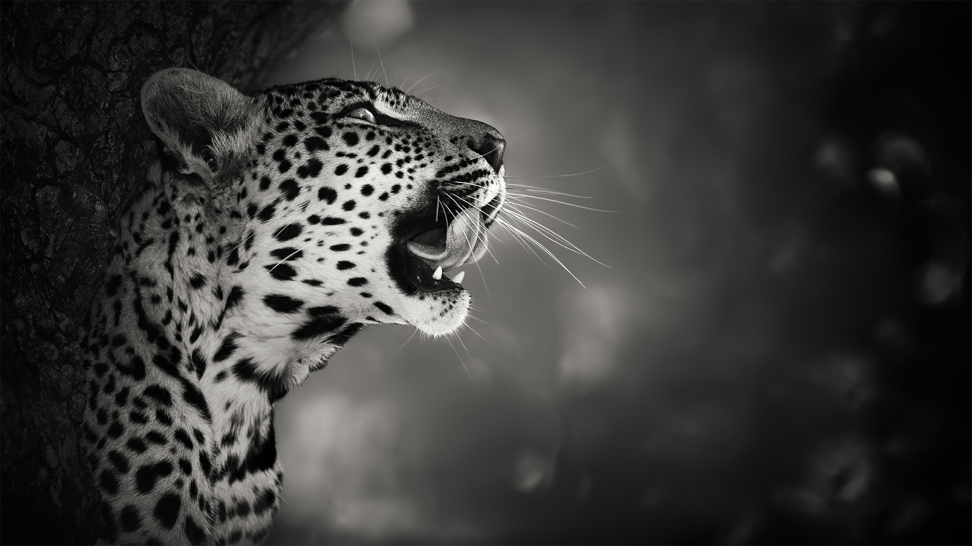 leopard black and white