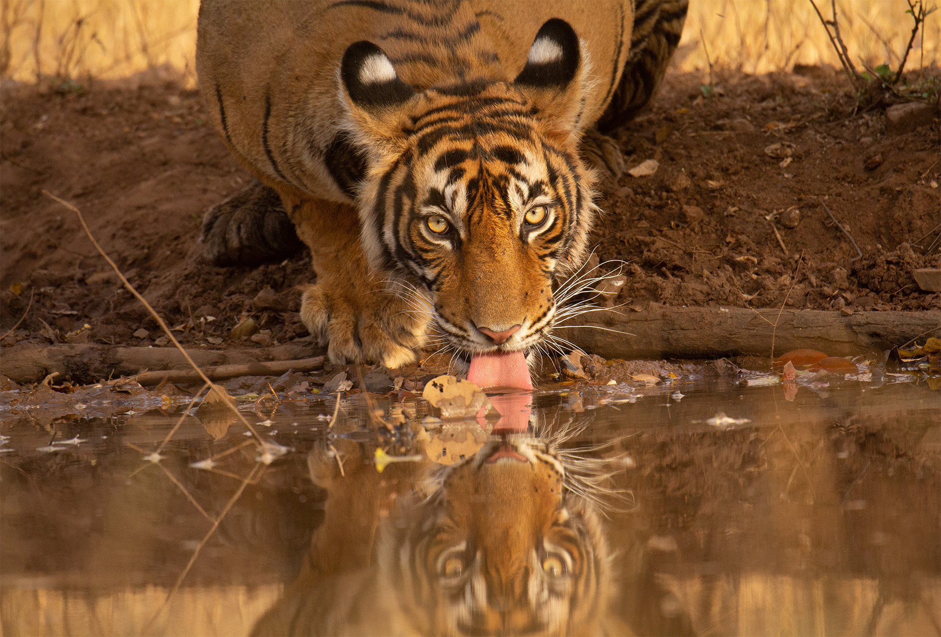 tiger drinks water reflection india, Ranthambore National Park, Ranthambore Tiger Reserve, Bengal Tiger, wildlife, safari