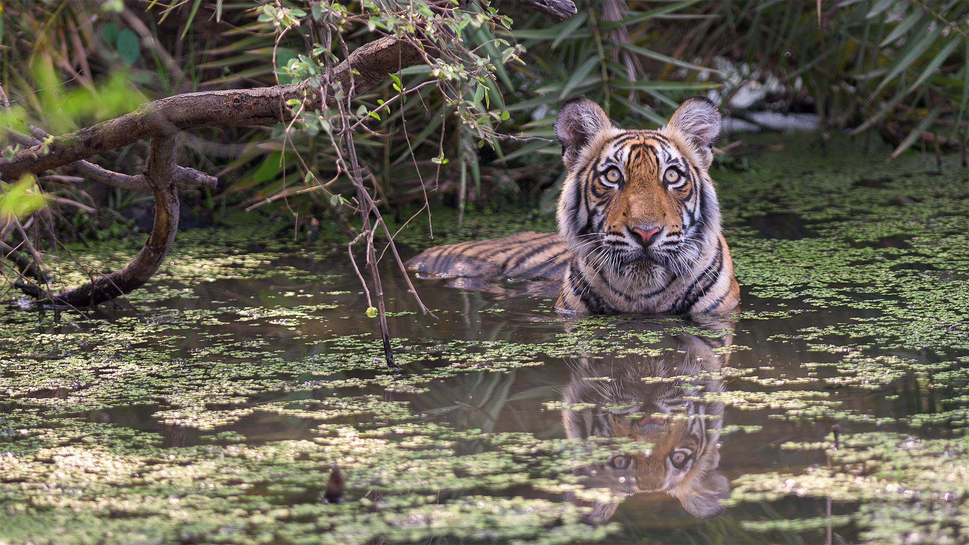 Ranthambore Tiger Reserve, Bengal Tiger, wildlife, safari