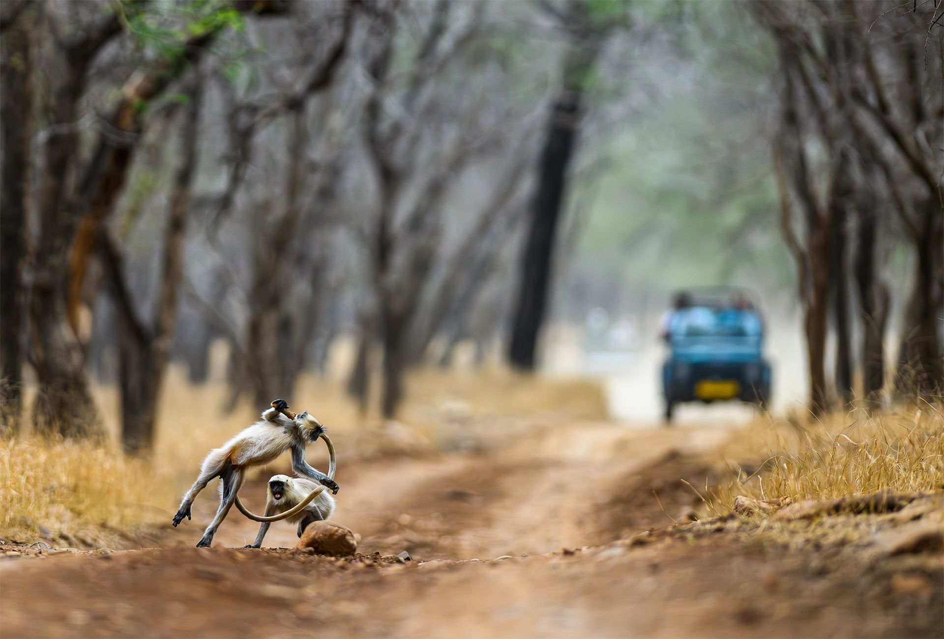 Ranthambore Tiger Reserve, Bengal Tigers, wildlife, safari, monkeys, Langur monkeys playing in Ranthambore National Park