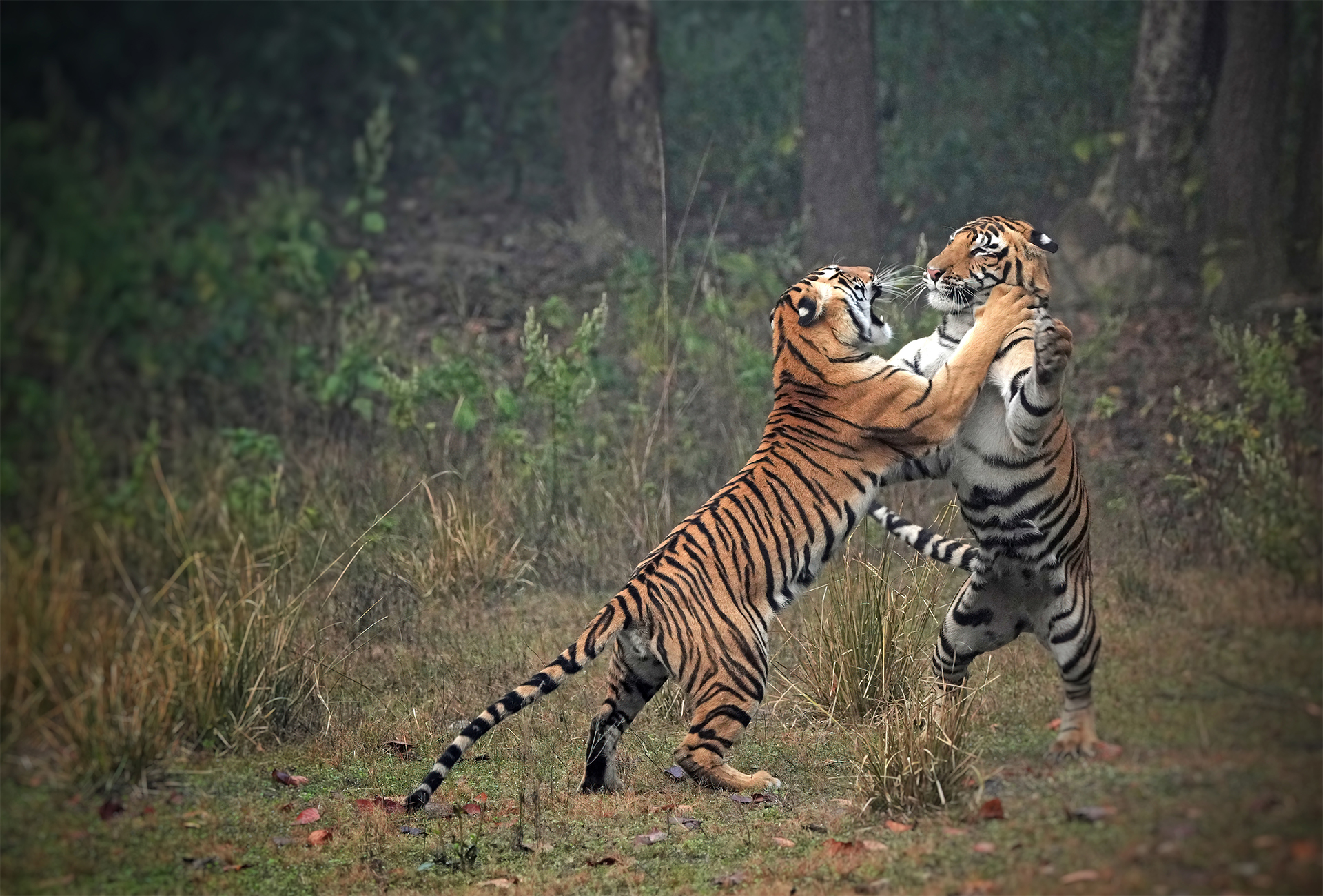 Ranthambore Tiger Reserve, Bengal Tigers, wildlife, safari