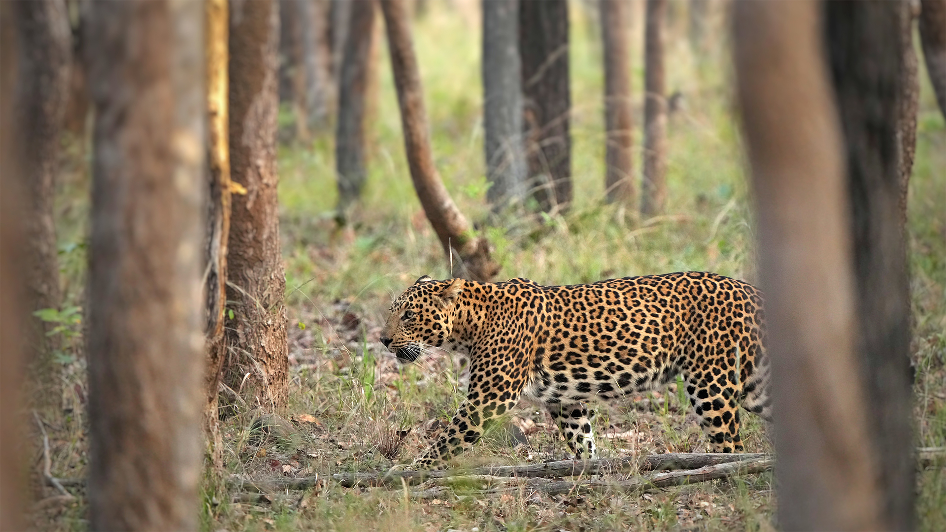 Leopard, Jhalana Leopard Reserve, India