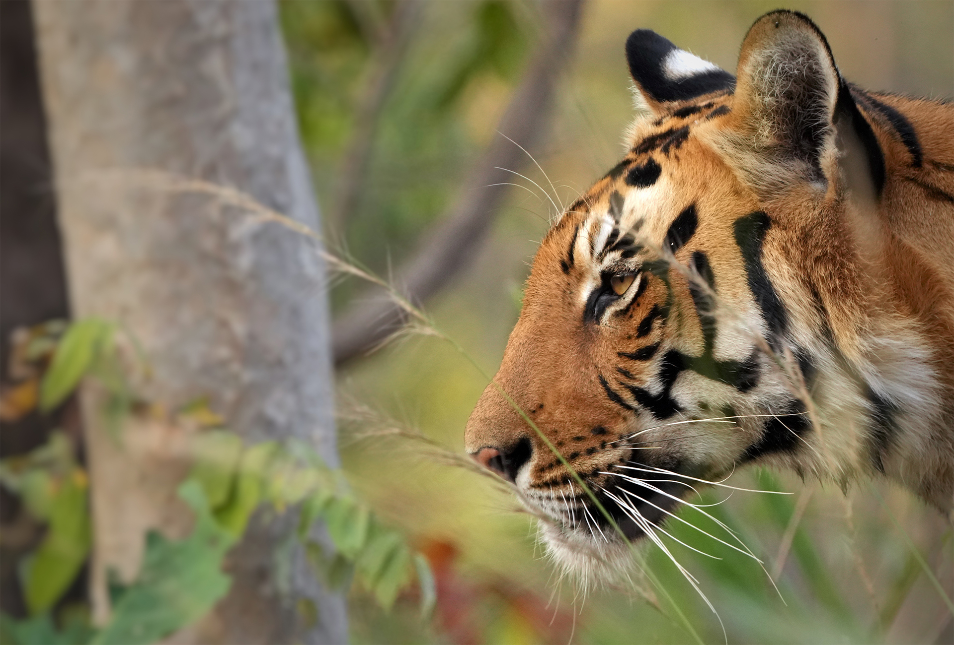 Ranthambore Tiger Reserve, Bengal Tigers, wildlife, safari