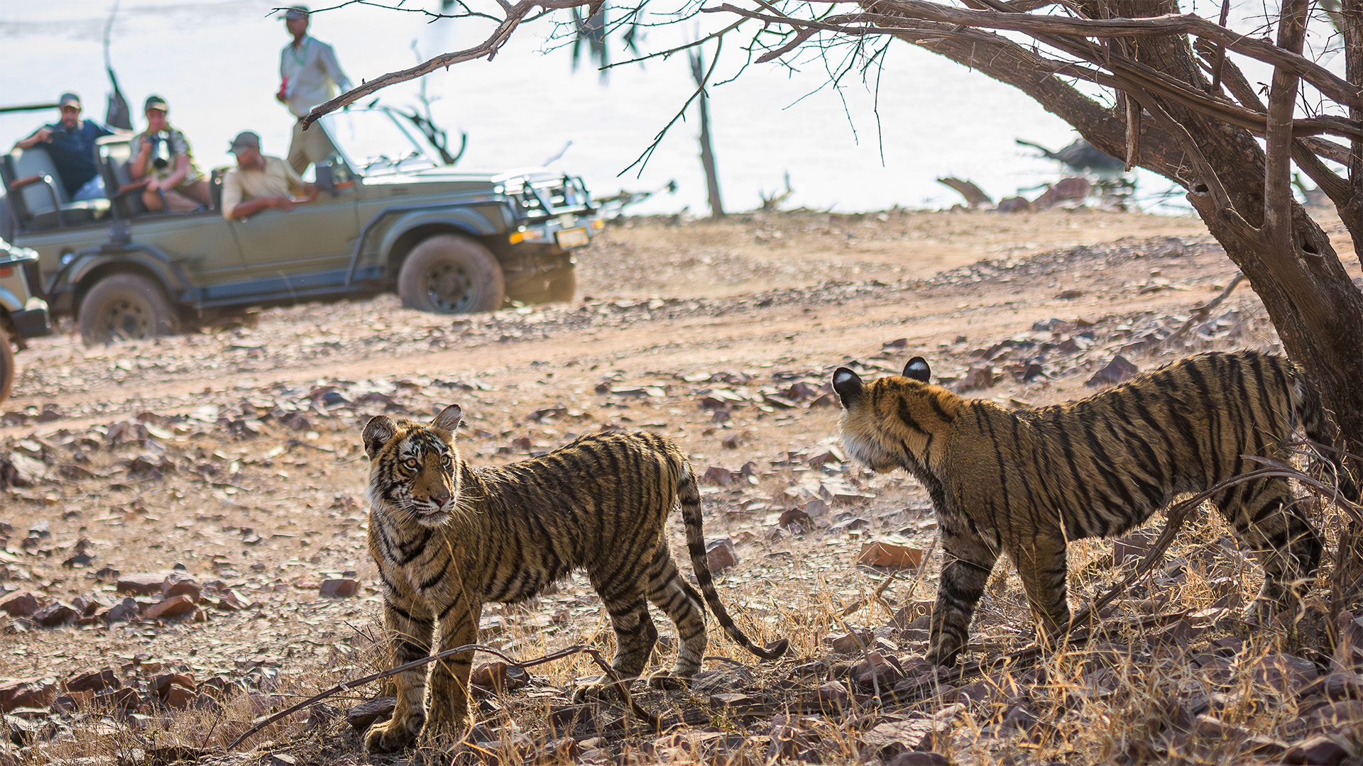 young tiger cubs India safari wildlife