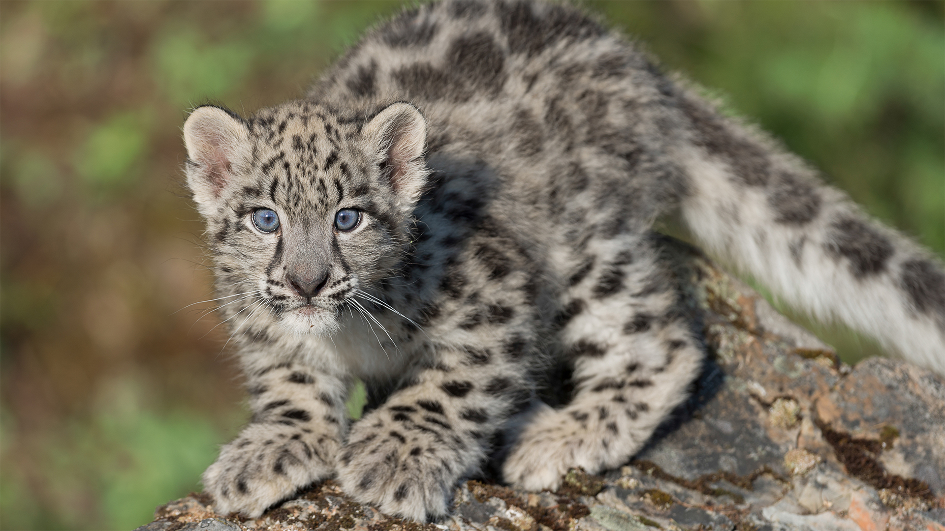 baby snow leopard