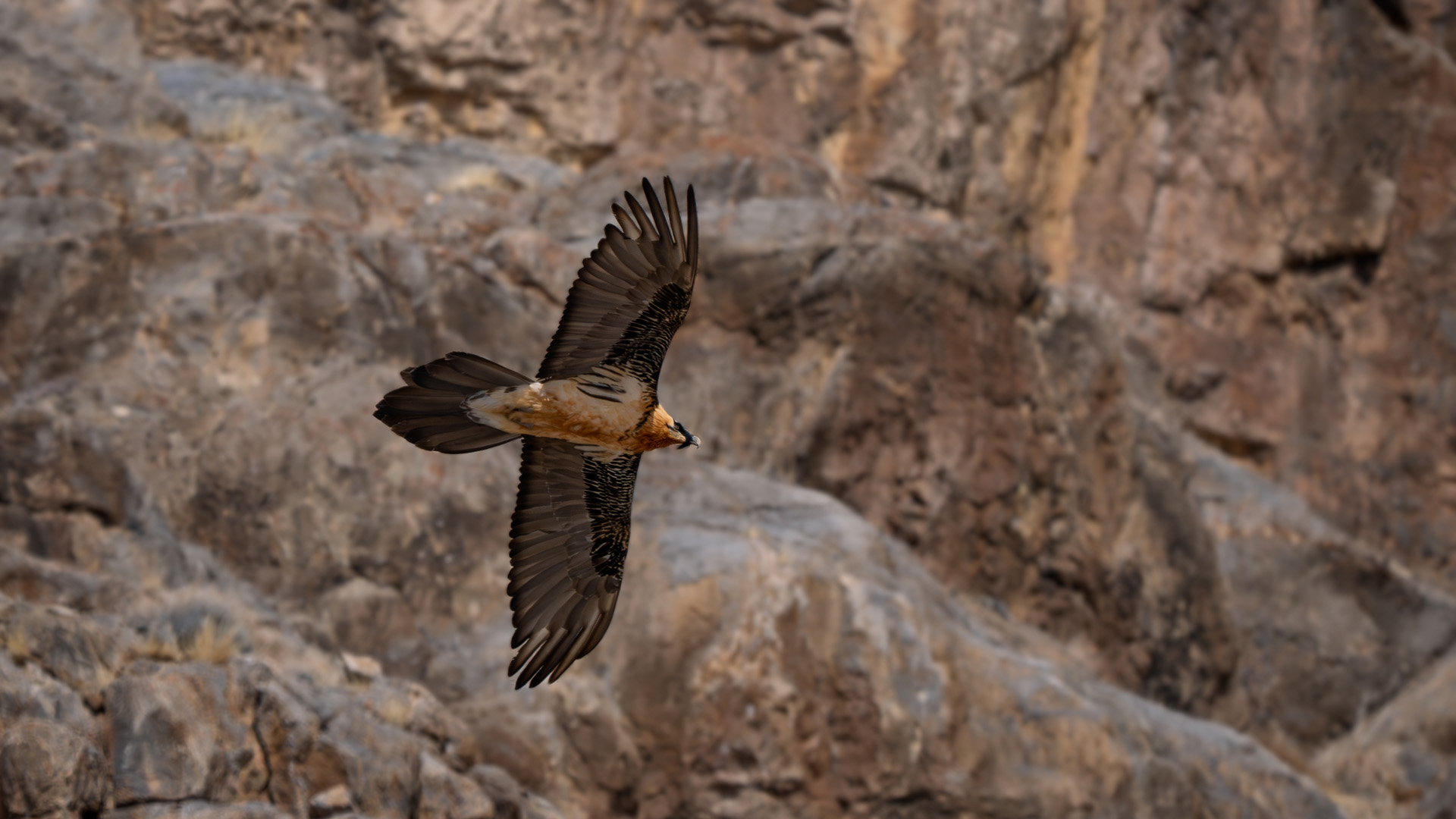 Bearded Vulture - Gypaetus barbatus, portrait of very large bird