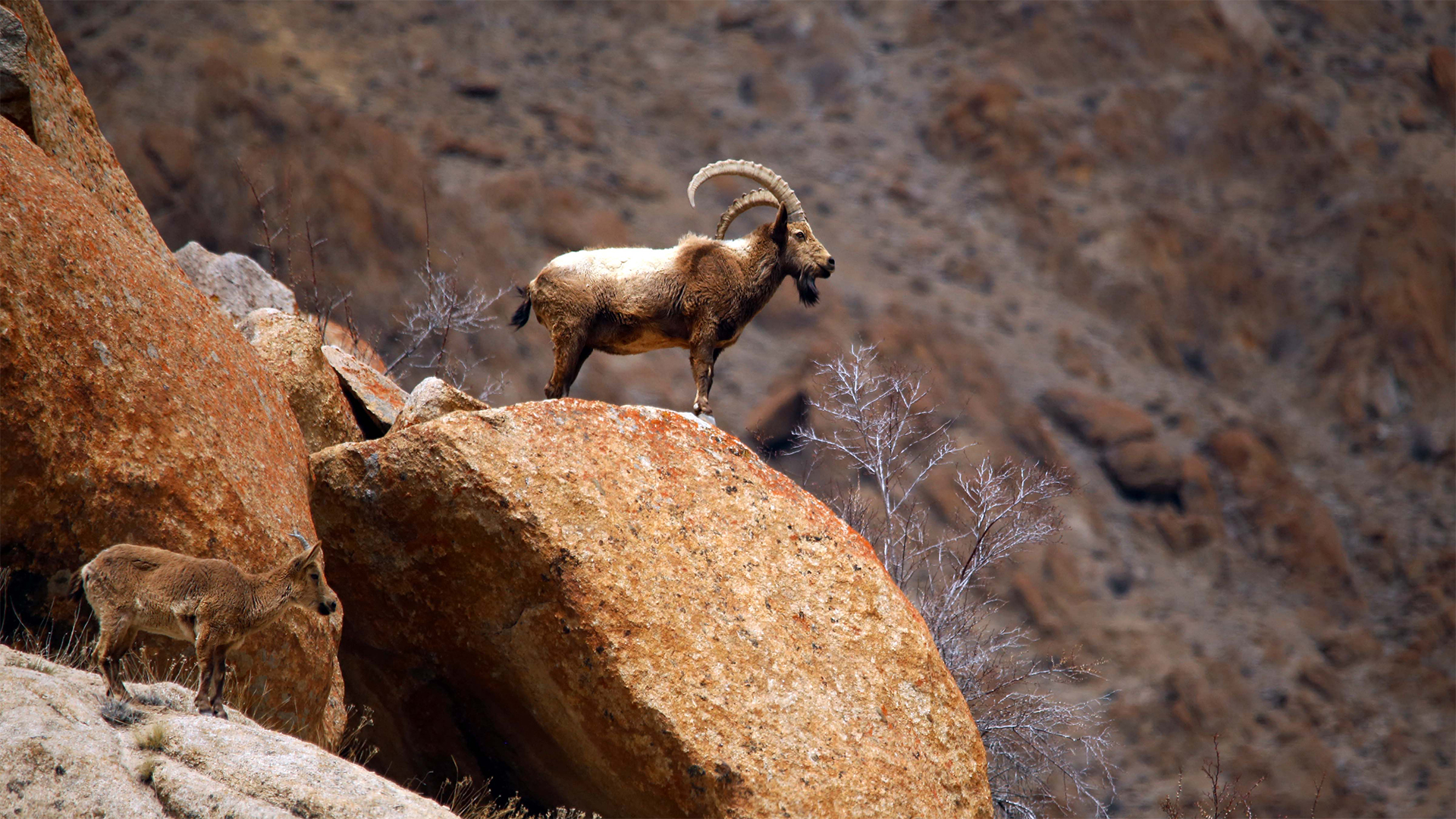 ibex