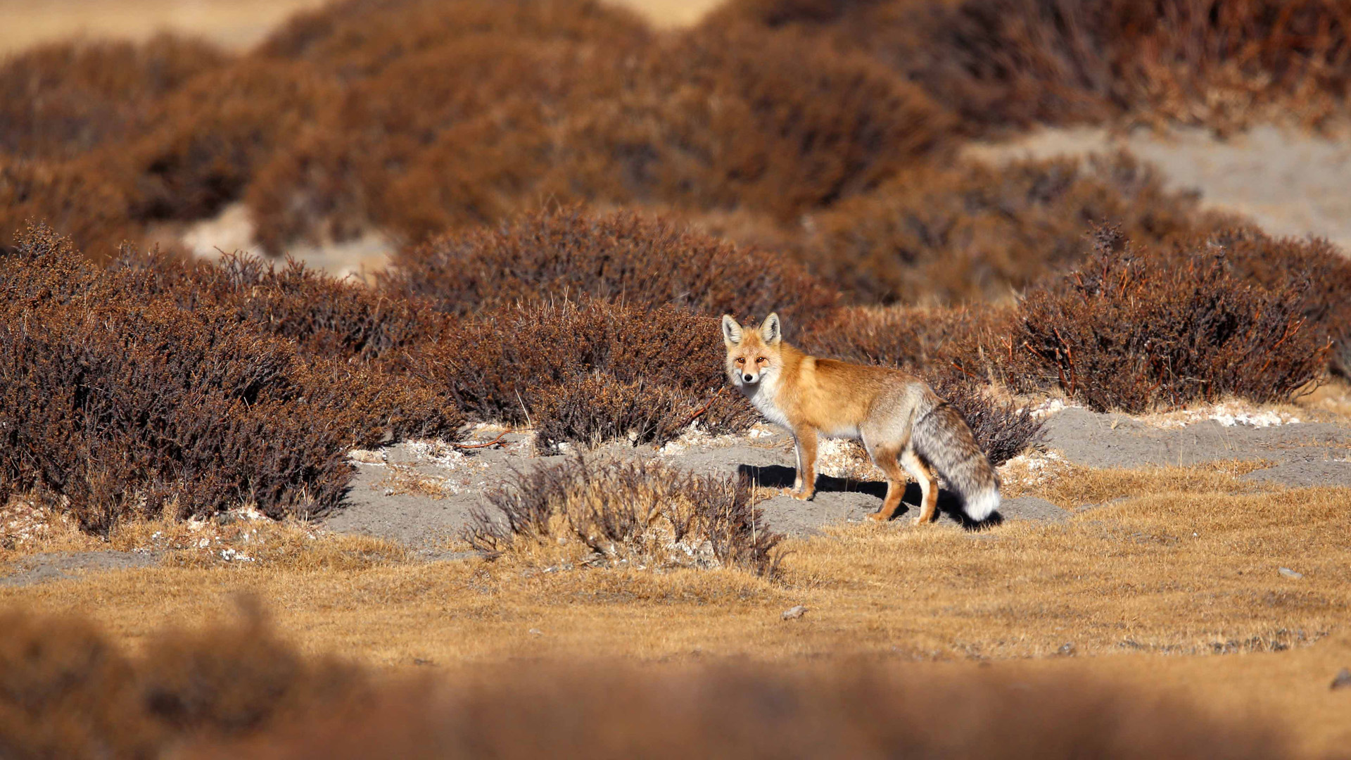 red fox