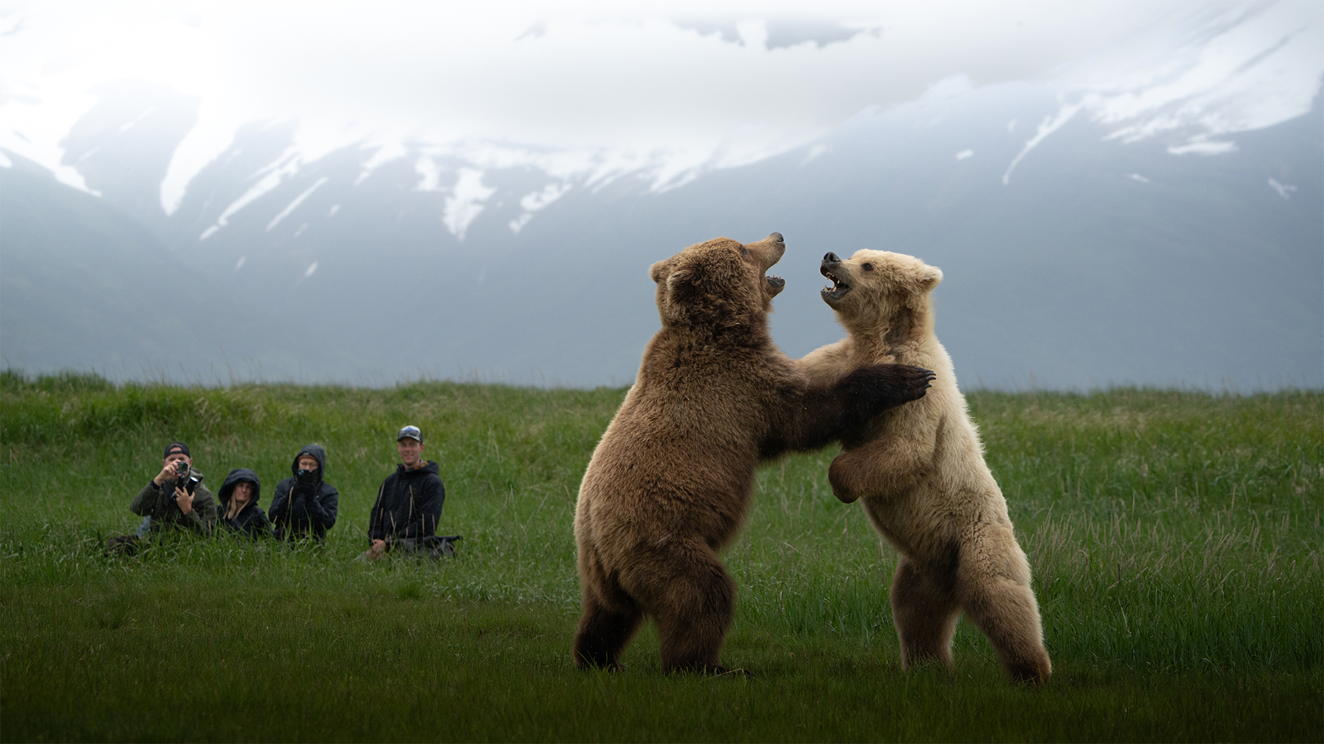 two coastal brown bears sparring with travelers and photographers looking on, Lake Clark National Park, Alaska