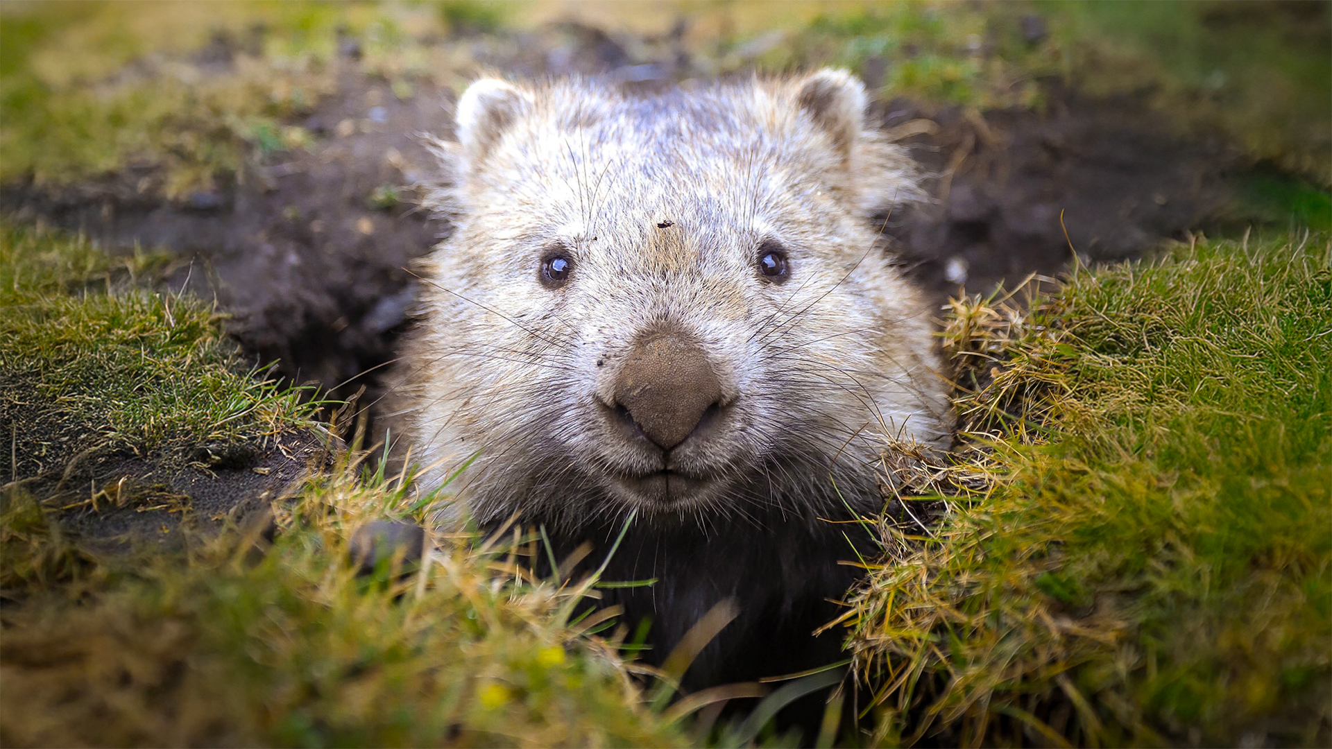Wombat, Tasmania, Australia