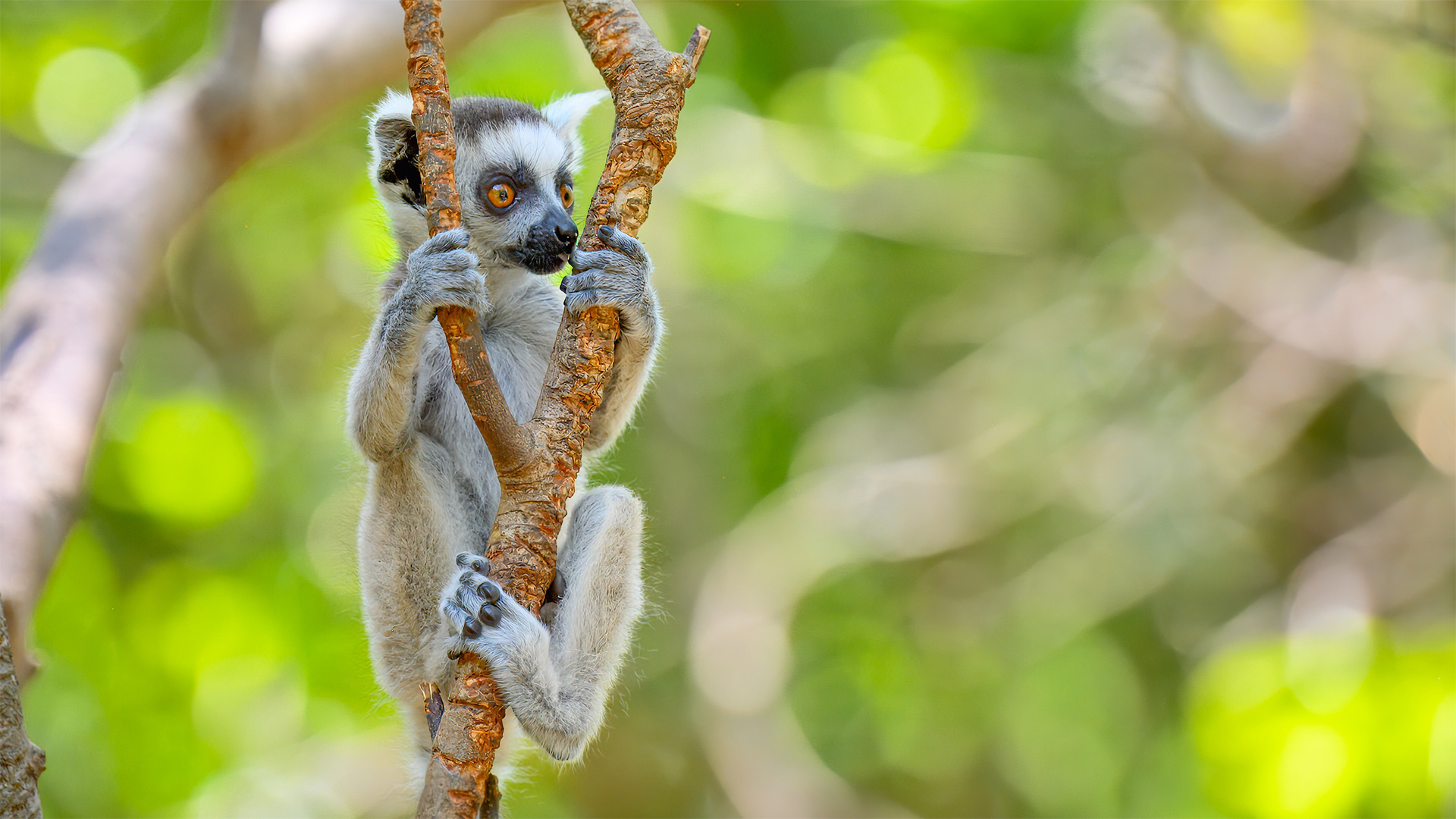 Baby lemur, Madagascar