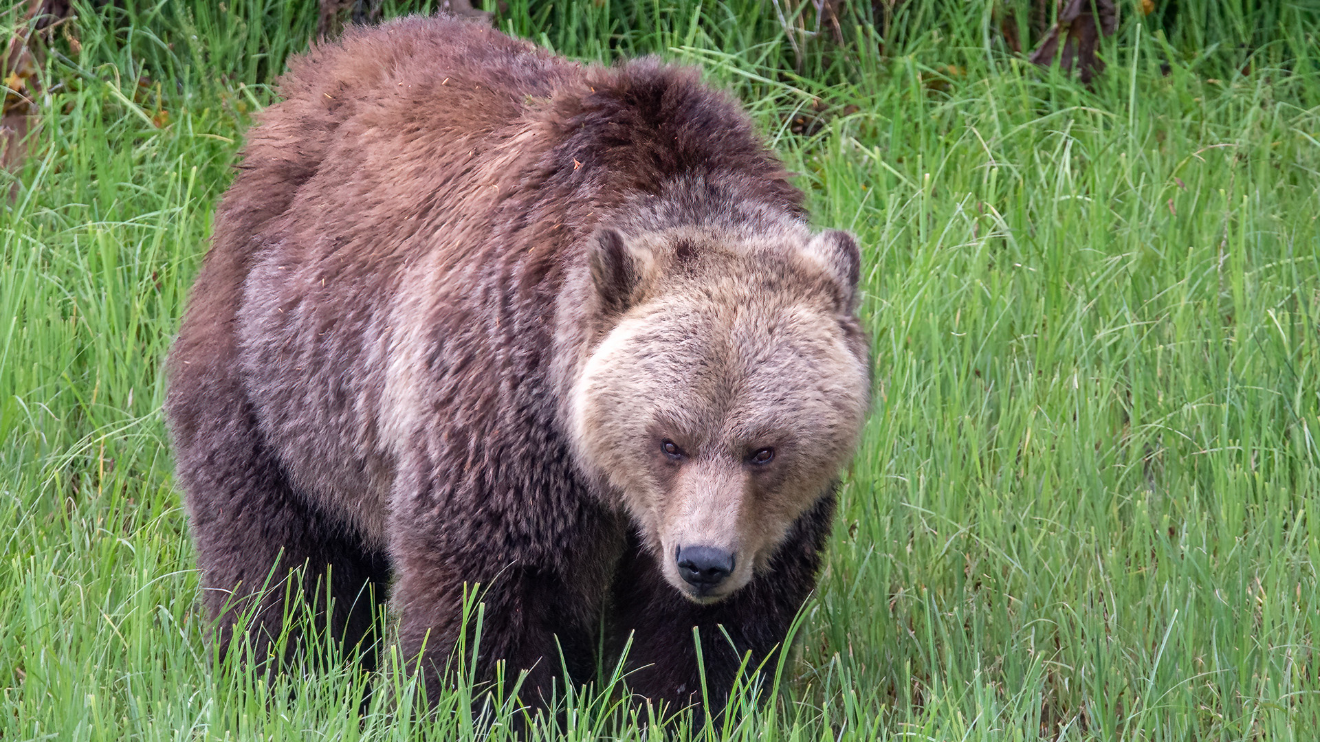 This adult female in her 20s undergoes immense fur color pattern changes from year to year. Her body shape and a tiny scar above her right nostril help us ID her.