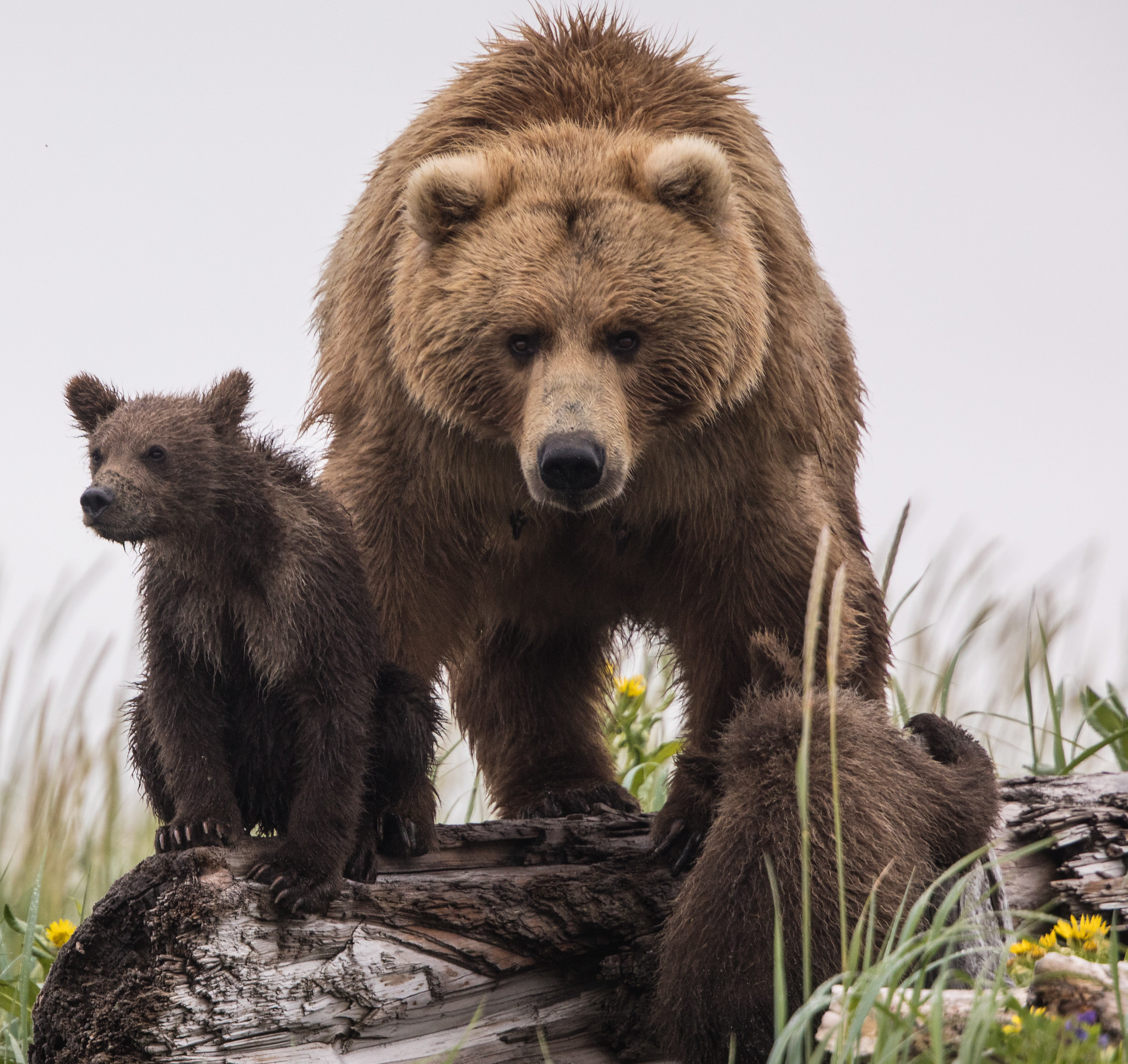 keep-width A brown bear stares down the photographer in Katmai National Park.