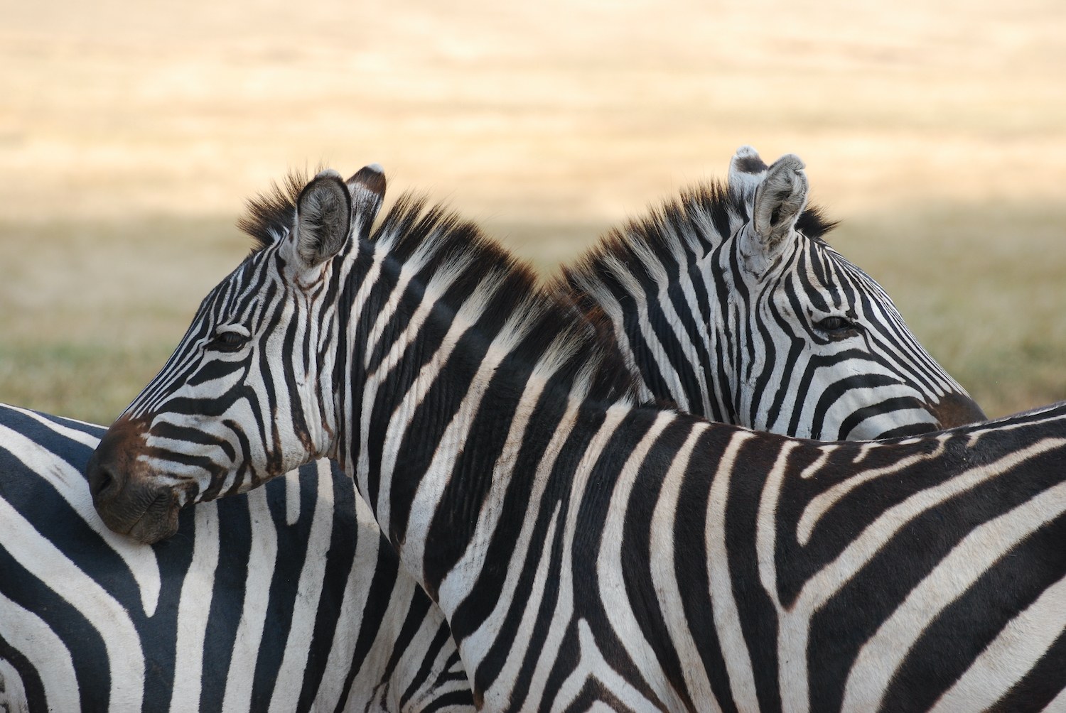 Two Zebras in Tanzania.