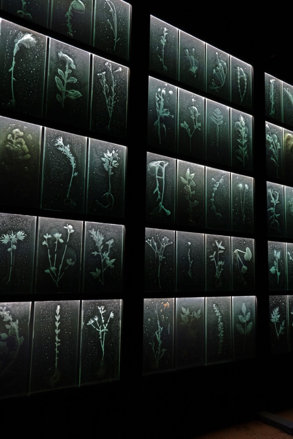 a detail of a large-scale installation of a multi-paned sculptural wall full of rectangles of solid glass with frosty impressions inside of plants with bubbles