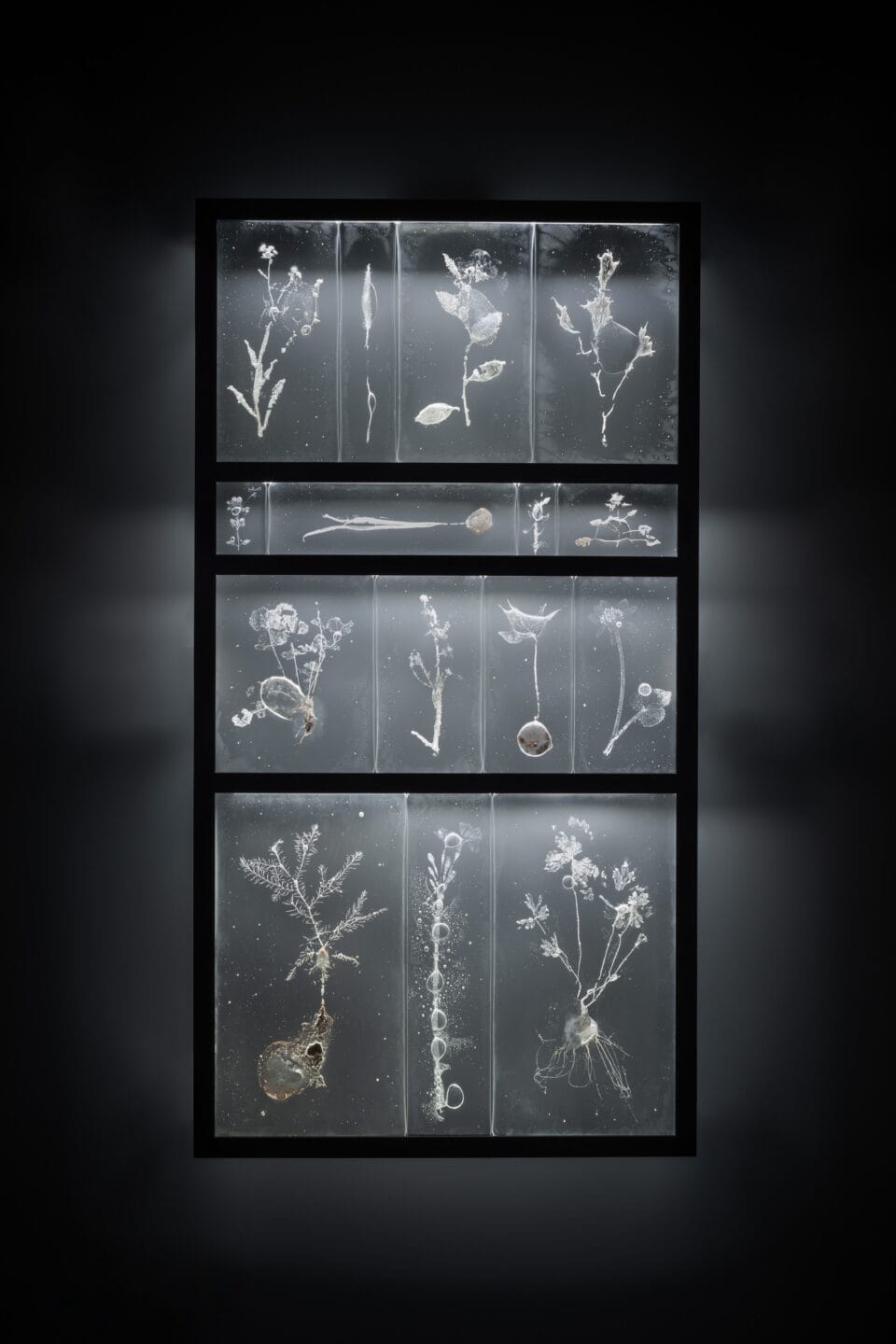 a detail of a multi-paned glass wall sculpture featuring a clear rectangle of solid glass with frosty impressions inside of a plant with bubbles