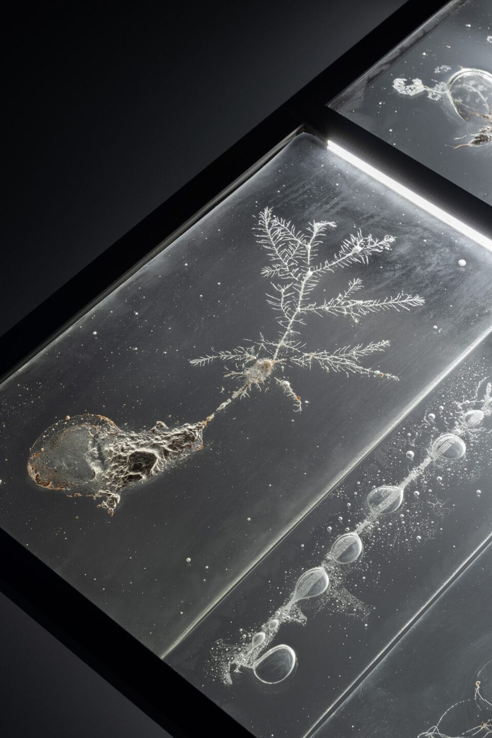 a detail of a multi-paned glass wall sculpture featuring a clear rectangle of solid glass with a frosty impression inside of a plant with bubbles