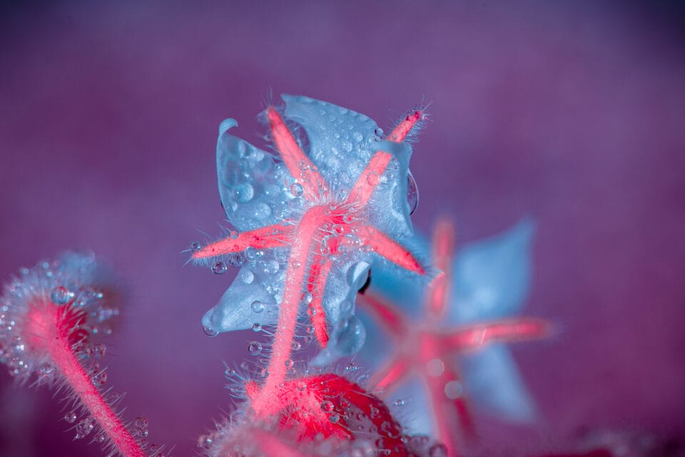 water droplets cling to spines on a vividly colored plant