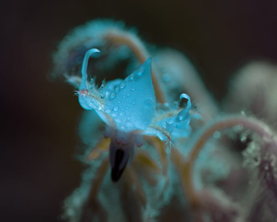 water droplets cling to spines on a vividly colored plant