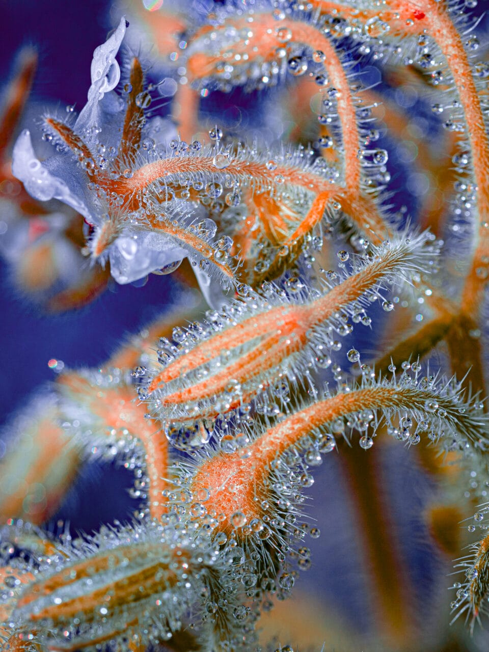 water droplets cling to spines on a vividly colored plant