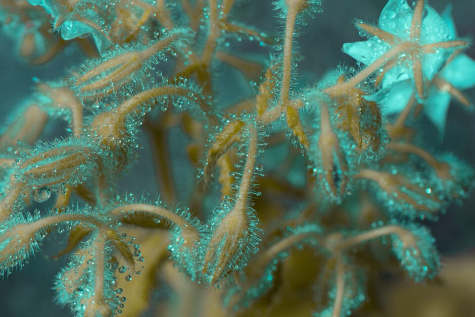 water droplets cling to spines on a vividly colored plant