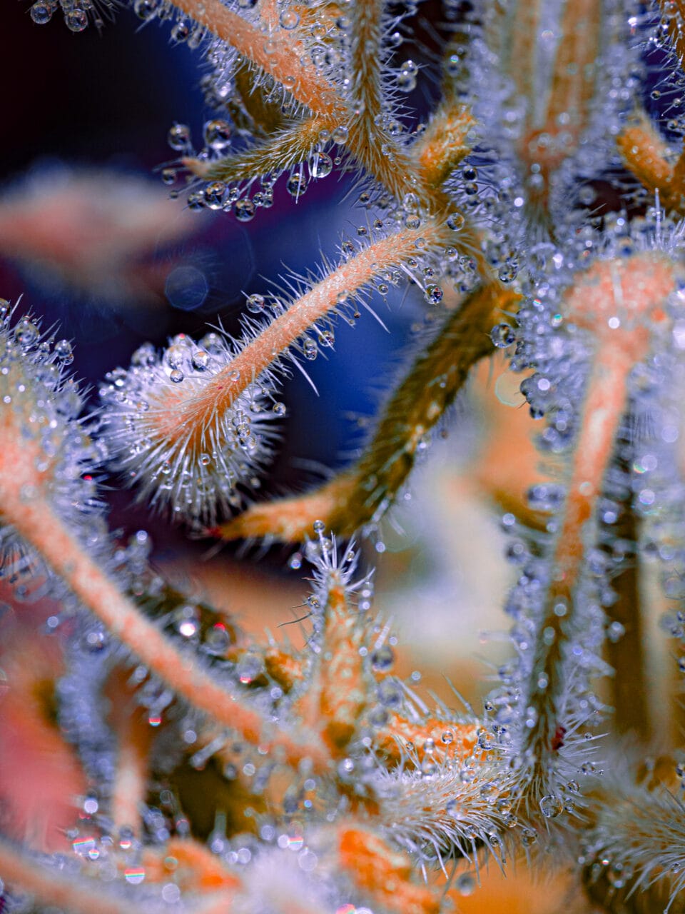 water droplets cling to spines on a vividly colored plant