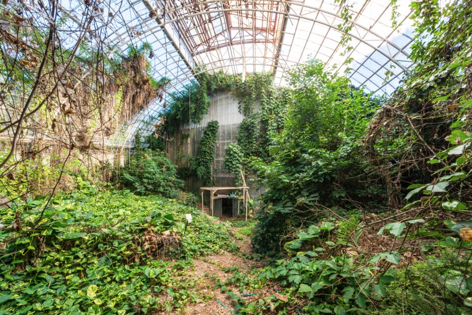 a photograph by Romain Veillon of the interior of an abandoned greenhouse overtaken by dense, rollicking vegetation