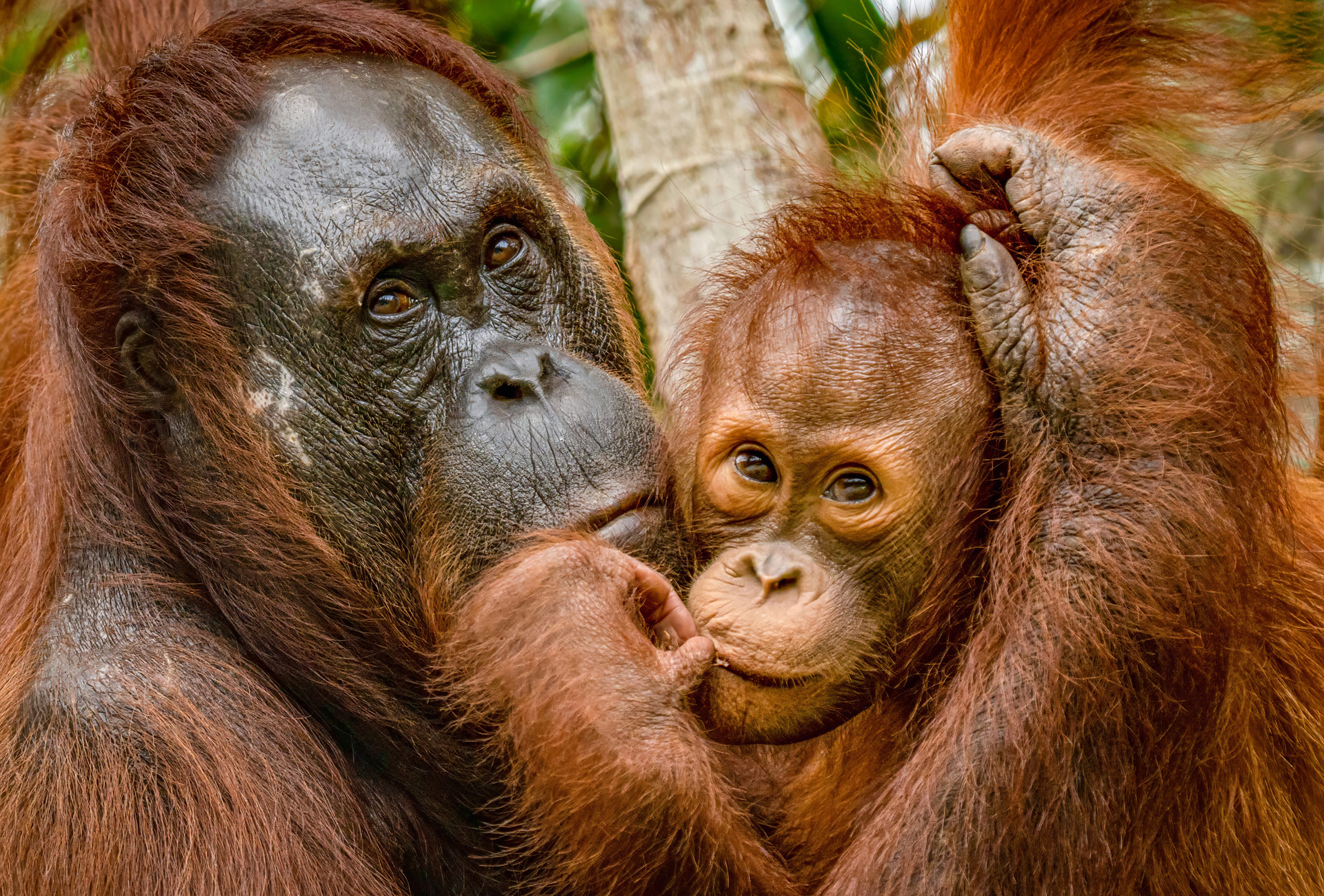 Orangutan and baby, Borneo.
