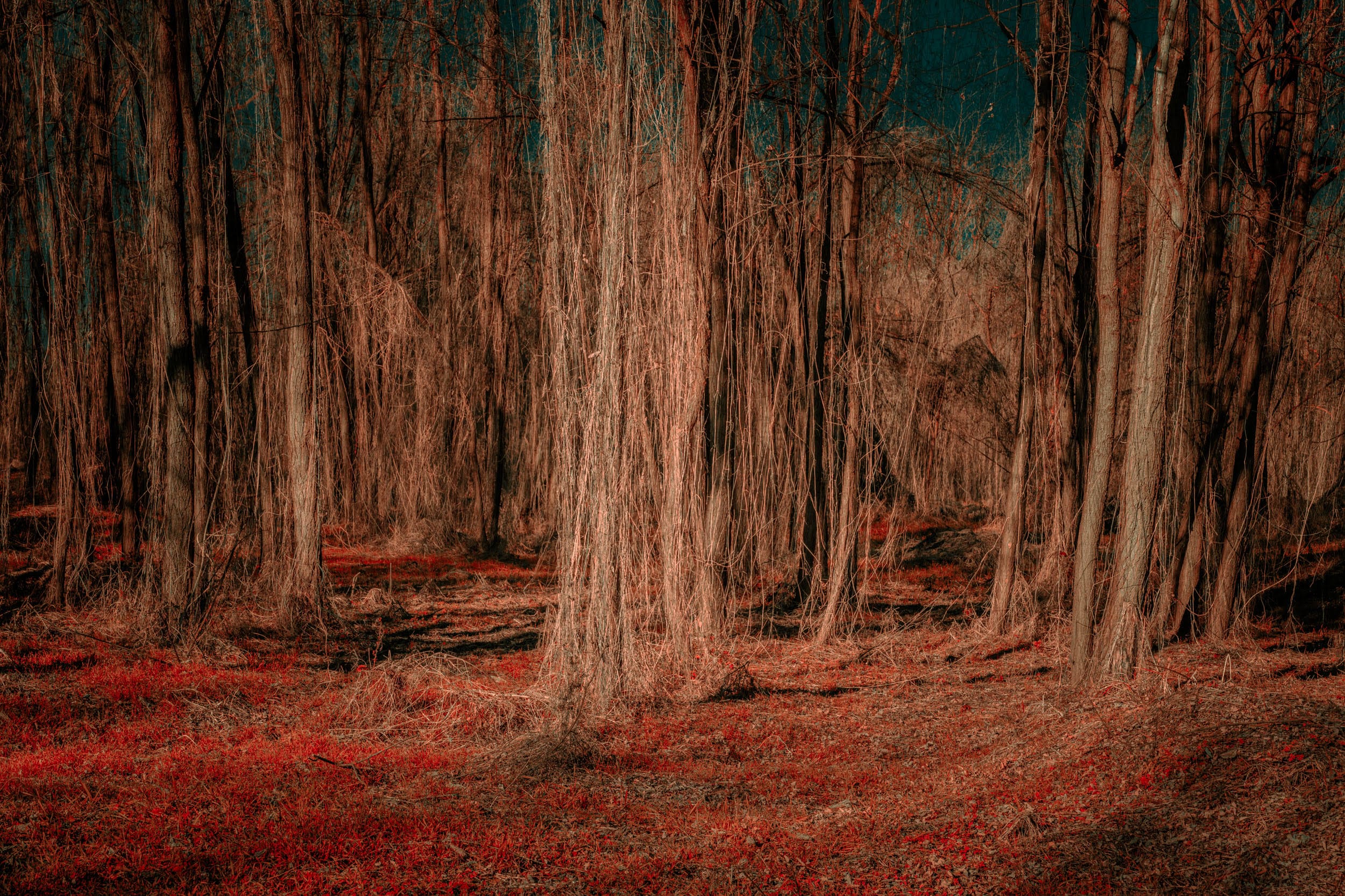 a photograph of a forest with uncanny colors in brown and orange