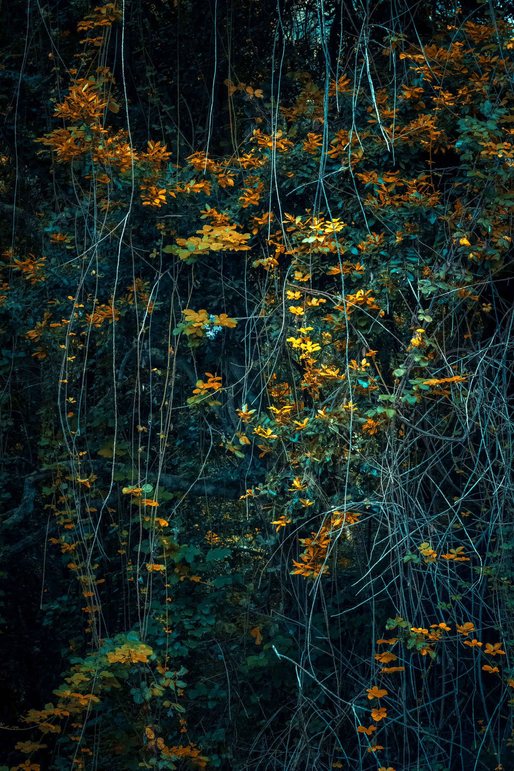 a photograph of a forest with uncanny colors in teal and yellow